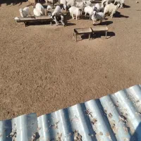 بره‌نروماده‌چاق