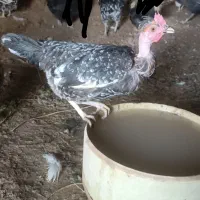 مرغ و خروس وجوجه محلی