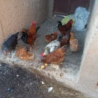 مرغ وبوقلمون|حیوانات مزرعه|خواف, |دیوار