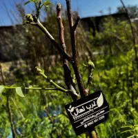 نهالستان غرب با تولیدوتوزیع به صورت انبوه