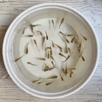 ماهی گوپی و حلزون مخروطی|ماهی|مشهد, کوثر|دیوار