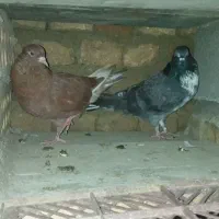 یک جفت کبوتر