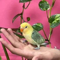 کوتوله برزیلی رنگ خاص|پرنده|محمودآباد, |دیوار