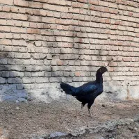 مرغ‌وخروس‌لاری