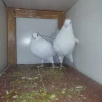 کفتر|پرنده|رباط‌کریم, رباط‌کریم|دیوار