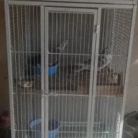 قفس طوطی وکاسکو