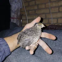 نیمچه بلدرچین