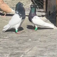 رنگی فروشی فوری