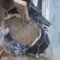 کبوترو