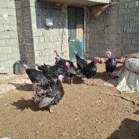 بوقلمون برنز|حیوانات مزرعه|سقز, |دیوار