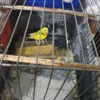 مرغ عشق ماده