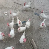 خروس سفید