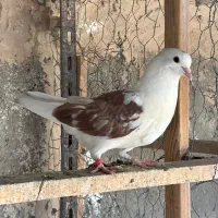 گرفتنی جوجه  قلمی