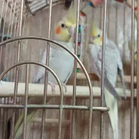 عروس هلندی|پرنده|تهران, منیریه|دیوار