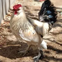 خروس سلطان|حیوانات مزرعه|تهران, پونک|دیوار