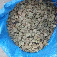 باقالی درشت وتمیز