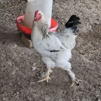 خروس  برهما