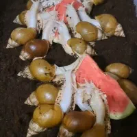 حلزون سوپرمولد