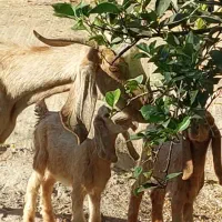 بز پاکستانی دوقلوزا با دو کهره نر ماده چراگی|حیوانات مزرعه|جیرفت, |دیوار