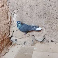 کبوتر|پرنده|نورآباد, |دیوار