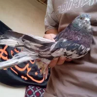 سرور|پرنده|کبودرآهنگ, |دیوار