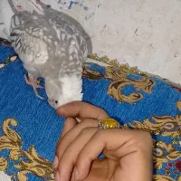 عروس هلندی