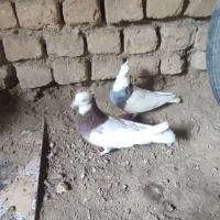 کفتر|پرنده|نیشابور, شهرک اندیشه|دیوار