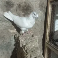 کبوتر صید‌شده‌همین‌الان