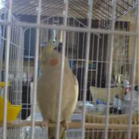 عروس هلندی گم شده