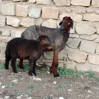 میش آبستن دوقلو زابا بره ماده زیرش ۱۶۵۰۰|حیوانات مزرعه|مسجد سلیمان, |دیوار