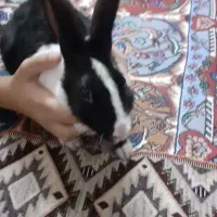 خرگوش|موش و خرگوش|سمنان, |دیوار