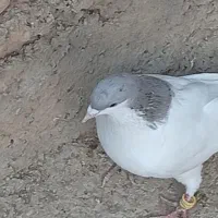 ۹تاکبوتر|پرنده|اسفرورین, |دیوار