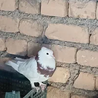 پرنده|پرنده|کوهرنگ, |دیوار