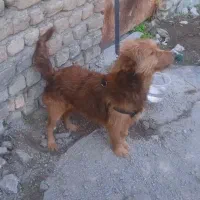 معاوضه با کبوتر|سگ|علی‌آباد کتول, |دیوار