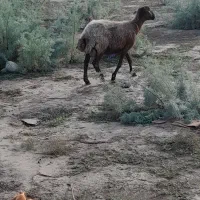 یک راس گوسفند خشک فروشی