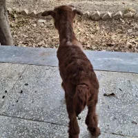 بز های خوب|حیوانات مزرعه|سردرود, |دیوار