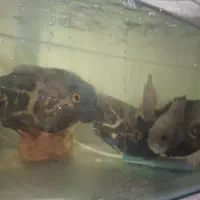 ماهی اسکار|ماهی|مشهد, امیرآباد|دیوار