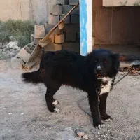 واگذاری سگ قهدریجانی