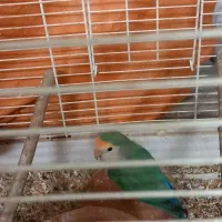 دو عدد کوتوله بالغ و مولد|پرنده|قم, باجک دو|دیوار