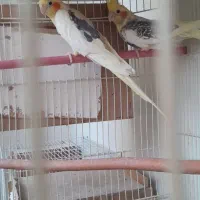 عروس هلندی