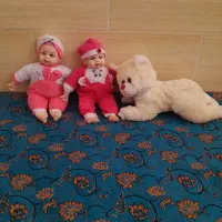 عروسک ها در حد نو