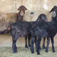 تعداد ۱۳راس میش قزل افشار بره دار ۱۴راس بره|حیوانات مزرعه|طسوج, |دیوار