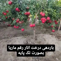 فروش انواع نهال میوه های پیوندی و اصلاح شده|خدمات باغبانی و درختکاری|سنندج, |دیوار