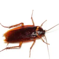 سمپاشی ایمن را به ما بسپارید