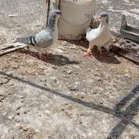 کبوتر بدرنگ