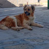 واگذاری رایگان سگ ماده 4ساله