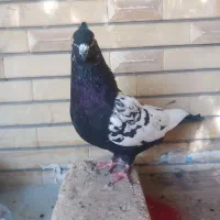 کفتر سینه|پرنده|شیراز, اصلاح‌نژاد|دیوار