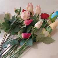 گل رز