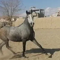مادیون دراسب وتجهیزات اسب سواری