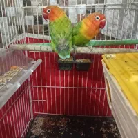 طوطی برزیلی